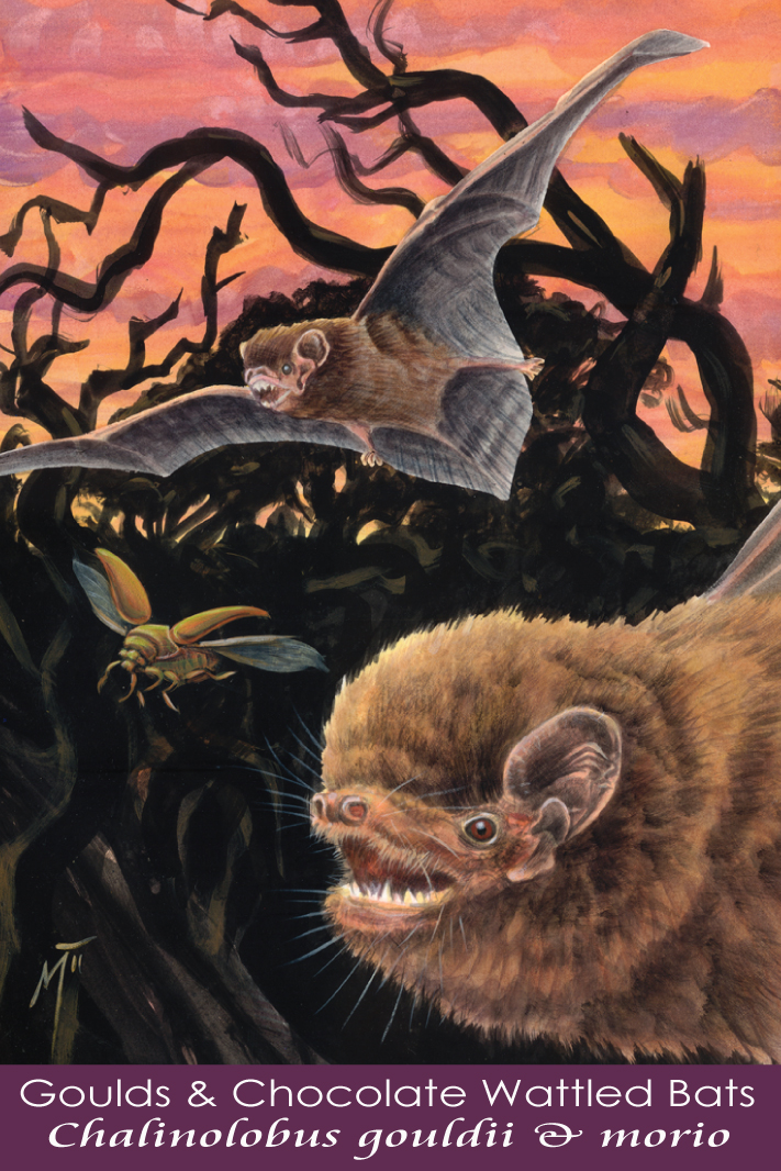 Chocolate Wattled Bat and Gould’s Wattled Bat