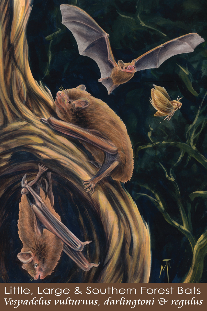 Little Forest Bat, Large Forest Bat and Southern Forest Bat