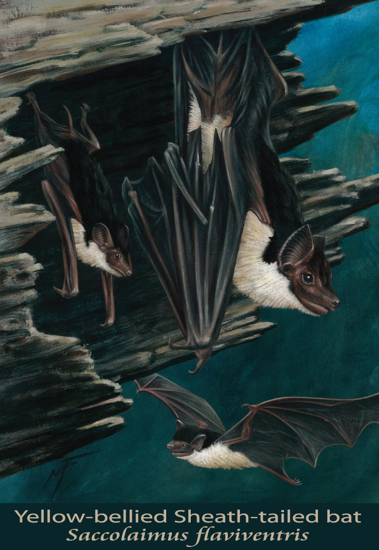 Yellow-bellied Sheath-tailed bat