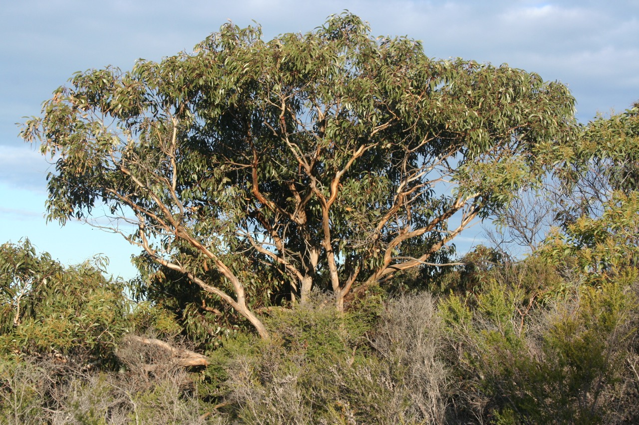 Surf Coast Nature Search