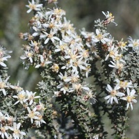 Peninsula Daisy-bush