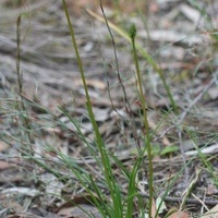 Grass-leaved Triggerplant