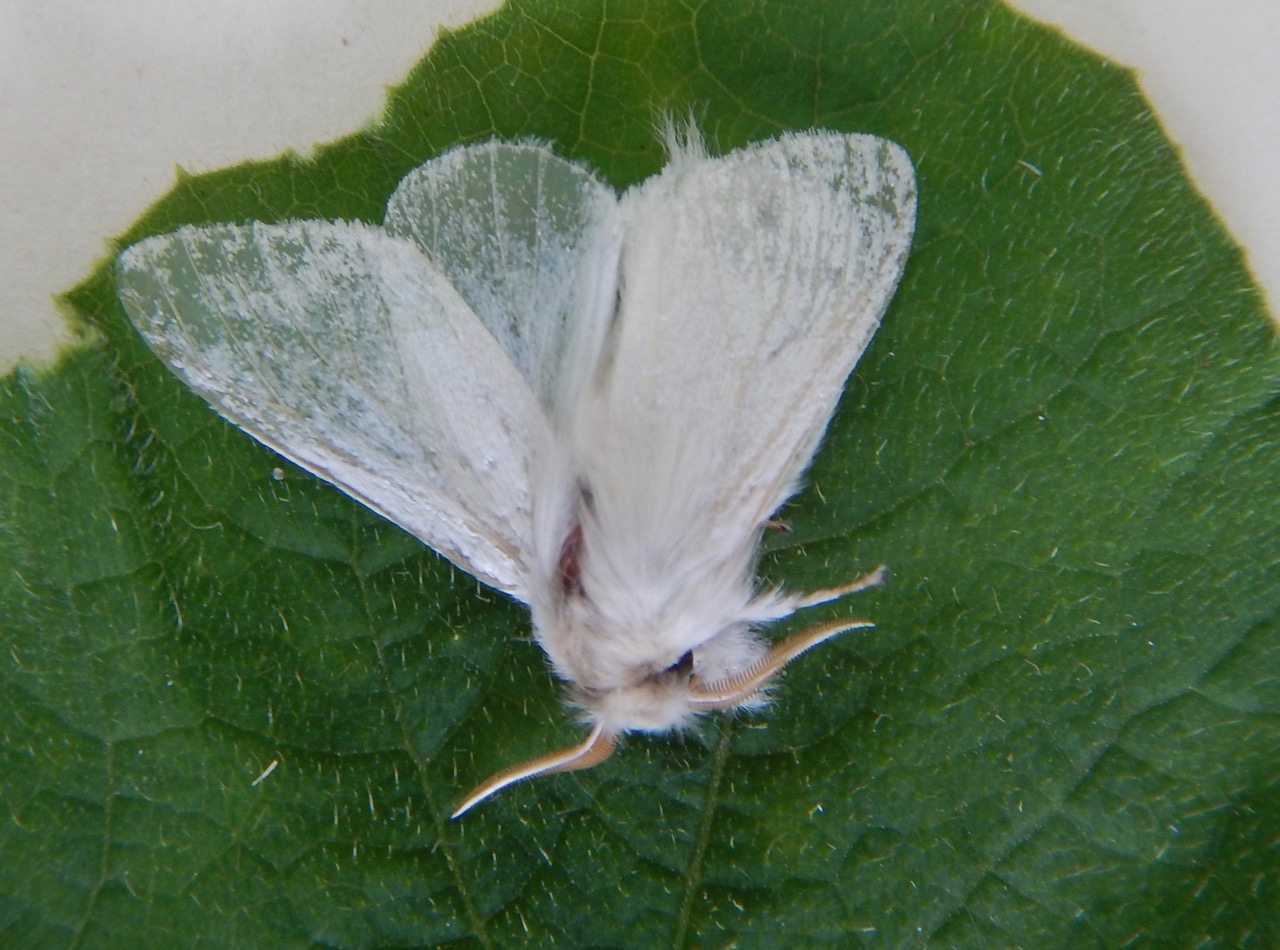 Sparshall's Moth