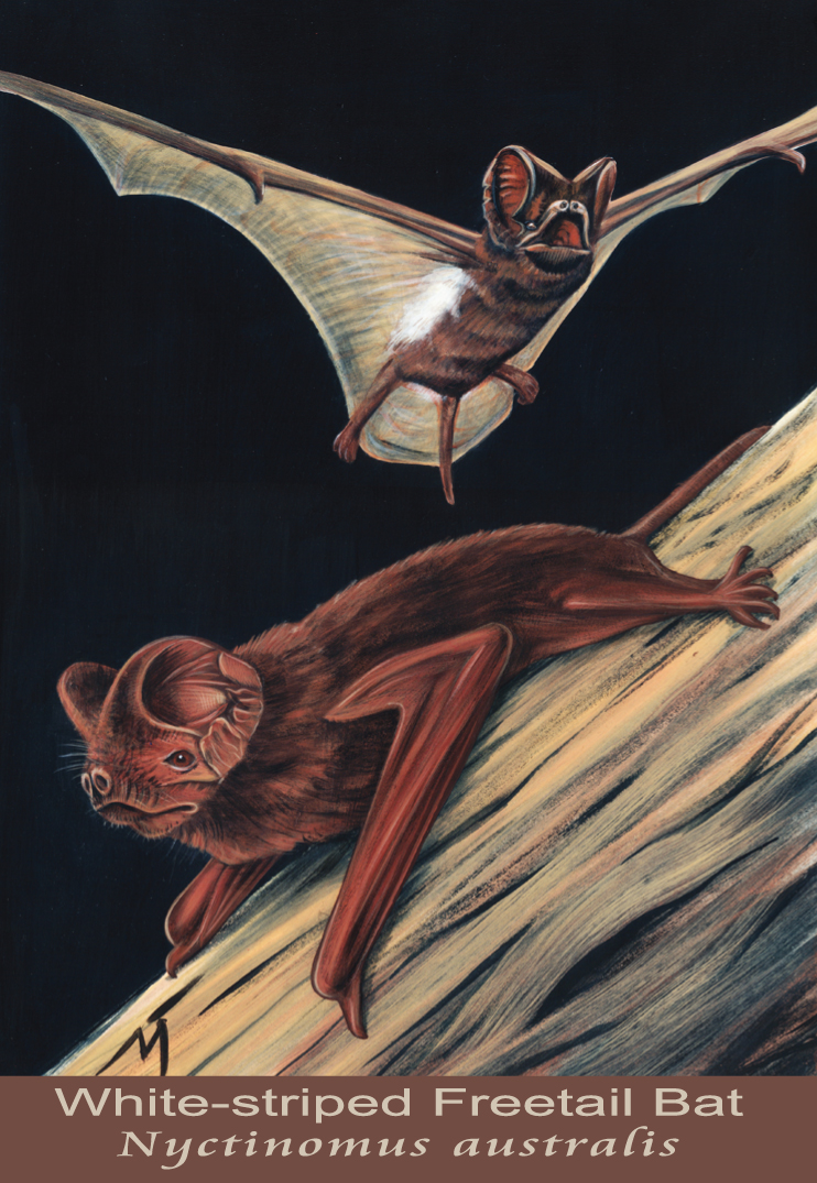 White-striped Freetail Bat