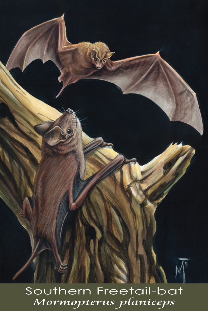 Southern Freetail-bat