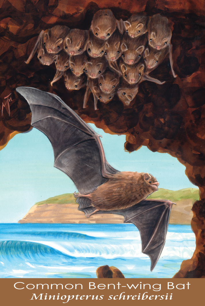 Common Bent-wing Bat