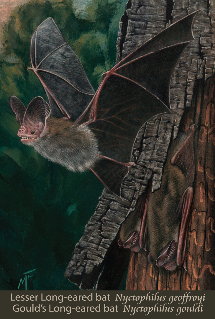 Lesser Long-eared bat and Gould’s Long-eared bat
