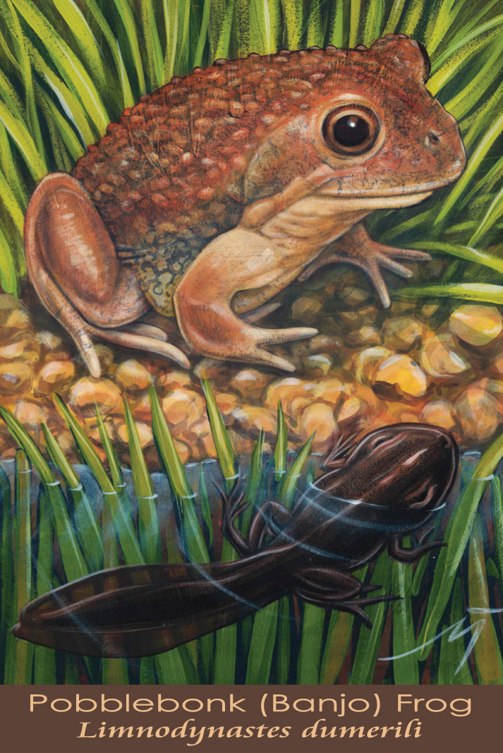 Pobblebonk (Banjo) Frog