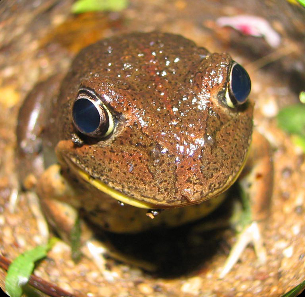 Pobblebonk (Banjo) Frog