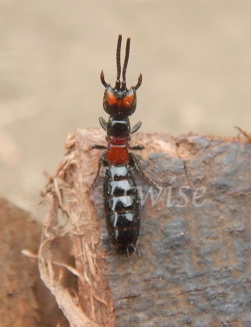 Flower Wasp  - Female
