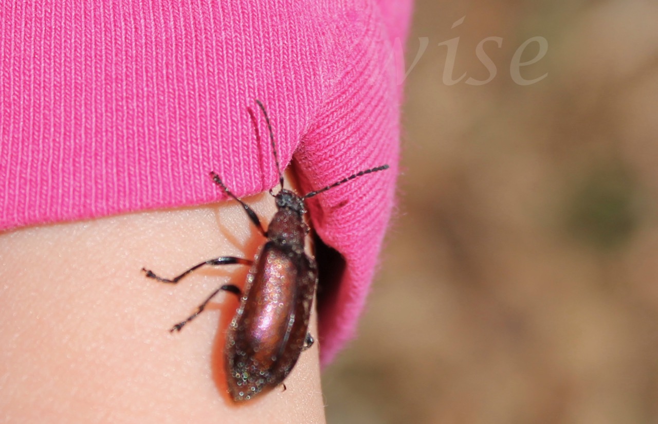 Honeybrown beetle , Brown Darkling beetle