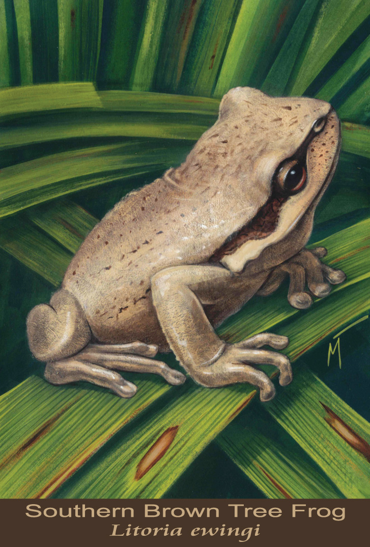 Southern Brown Tree Frog