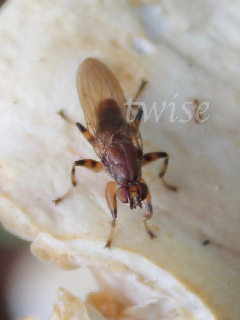 Sun/Fungi Fly, Helemyzids, Heleomyzids flies.