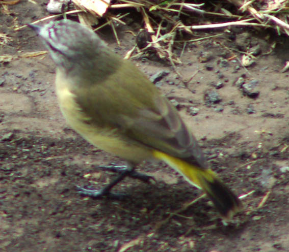 Yellow-rumped Thornbill