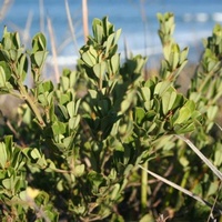 Large-leaf Bush-pea