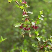 Prickly Currant-bush or Native Currant
