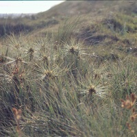 Hairy Spinifex