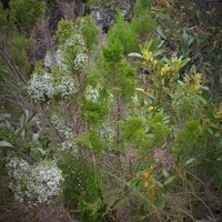 Cypress Daisy-bush