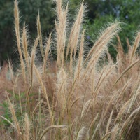 Long-hair Plume-grass