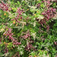 Seaberry Saltbush