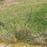 Parramatta Grass, Rat's-tail Grass