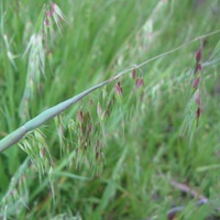 Annual Veldt Grass