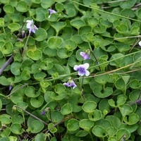 Ivy-leaf Violet
