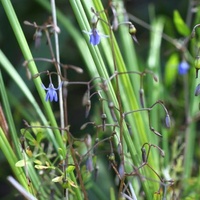 Small-flower Flax-lily