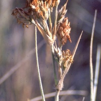 Hairy Spinifex