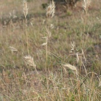 Common Wallaby-grass