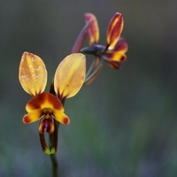 Wallflower Orchid, Donkey Orchid