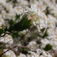 Smooth Rice-flower