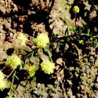 Thin-leaf Wattle
