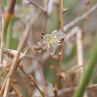 Small-flowered Mat-rush