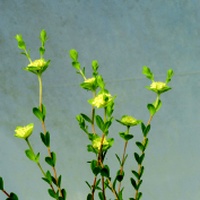 Yellow Rice-flower