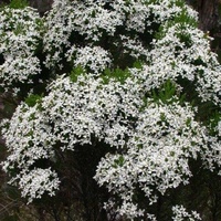 Cypress Daisy-bush