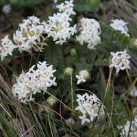 Common Rice-flower