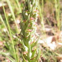 South African Orchid