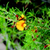 Loose-flower Bush-pea