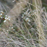 Grey Tussock-grass