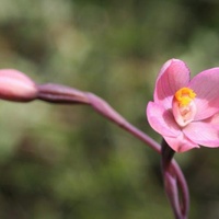 Salmon Sun-orchid