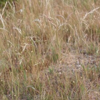 Slender Wallaby-grass