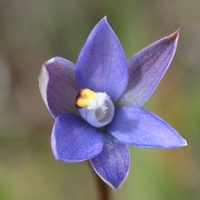 Trim Sun-orchid