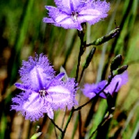Common Fringe-lily