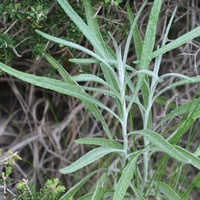 Cottony Fireweed