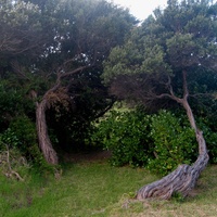 Coast Tea-tree