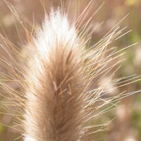 Hare's Tails