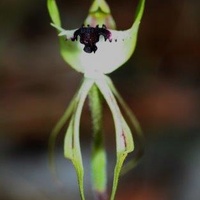 Mantis Orchid or Large Green-comb