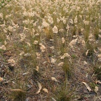 Kneed Wallaby Grass