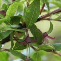 Prickly Currant-bush or Native Currant